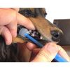 Oralwan Wancatch One Catch Pet Teeth Suction Toothbrush x 1 (x1)