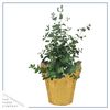 Live Aromatic and Healthy Herb - Eucalyptus, Improves Air Quality, Wrapped in Deco Cover, 14" Tall by 6" Wide in 1.25 Quart Pot