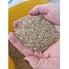 Ultrasoft Grass - Soft Cat Grass - 18,000 Seeds