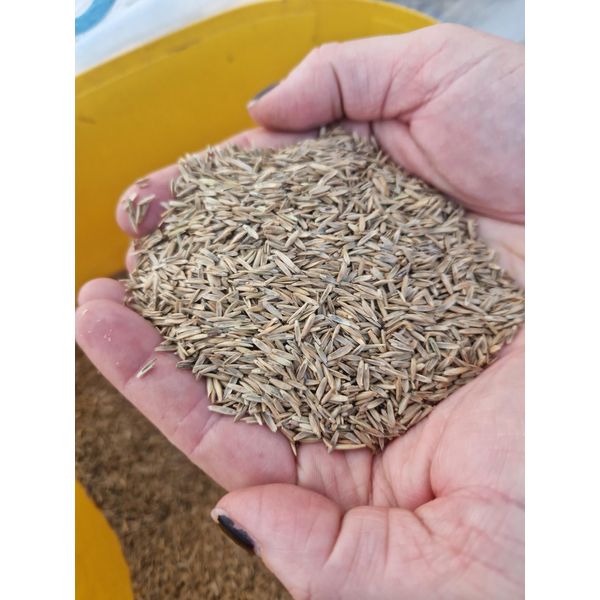 Ultrasoft Grass - Soft Cat Grass - 18,000 Seeds