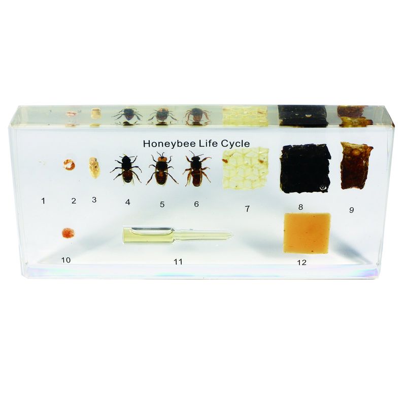 Real Bug Acrylic Honeybee Life Cycle Bioplast Block, 6-1/2