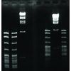 EMS 68500-10 Synergel, Agarose Additive, 100 g