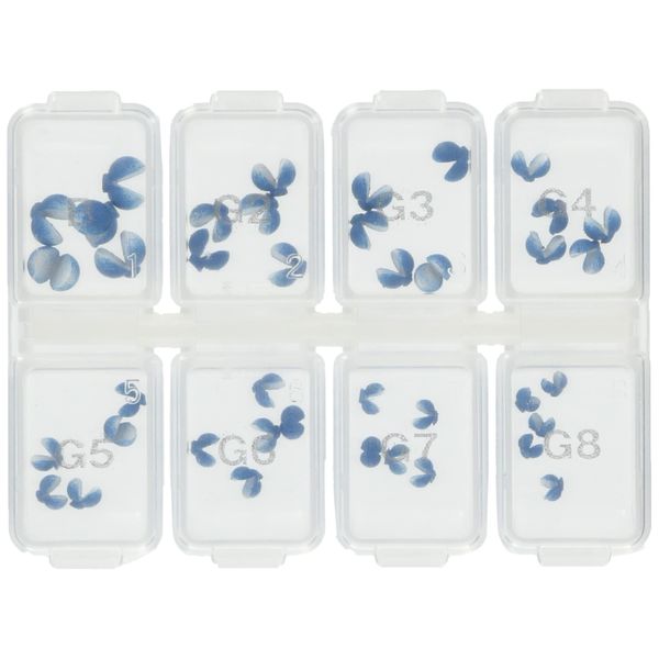 SUNLINE Rakumie Gunball Set (Blue)