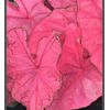 (2ct) Caladium Fannie Munson Bulbs #2 Fresh 2023