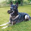 KONG Duramax Ball Dog Toy, Medium