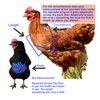 Hen, Poultry, Chicken Crop Support, Pendulous Crop Leopard (Large)