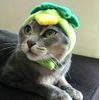 Dog Cat Cosplay Kappa A to choose from (Hat)
