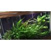 Marcus Fish Tanks - 3X Java Fern Microsorum Pteropus Easy Live Aquarium Plants Aquatic Fish Tank Plants