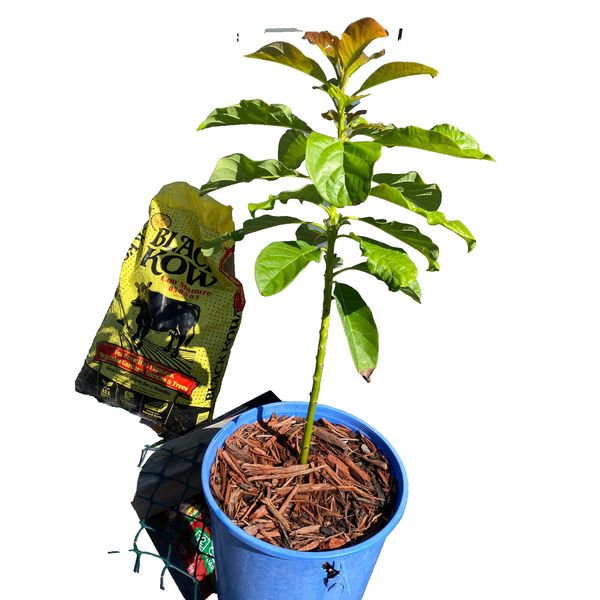 1 X ORGANIC Vietnamese Red Avocado Fruit Tree 2-3 Feet Ready to Plant.