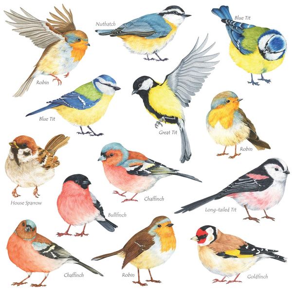 DECOWALL DS-8038 Little Birds Wall Art Stickers Colourful Flying British Birds Wall Decals Removable Garden Decorations Poster Bedroom Kitchen Living Room (Small)