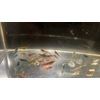20+2 CULLS Neocaridina Shrimp Blue Juvenile Algae Eater