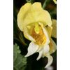 Impatiens Scabrida - Himalayan Jewel Orchid seed