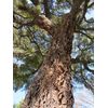 Cork Oak | Medium Tree Seedling | The Jonsteen Company
