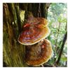 Reishi Mushroom Capsules | Wild Crafted | Ganoderma Lucidum | 550mg