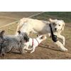 Ortocanis Elbow Brace for Dogs with Elbow Osteoarthritis - Size S - Hygroma or Shoulder Dislocation