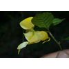 Impatiens Scabrida - Himalayan Jewel Orchid seed