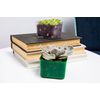 Cactus & Succulent Starter Kit