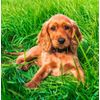 Pet Stone Memorial Grave Marker granite Plaque Human headstone Cocker Spaniel