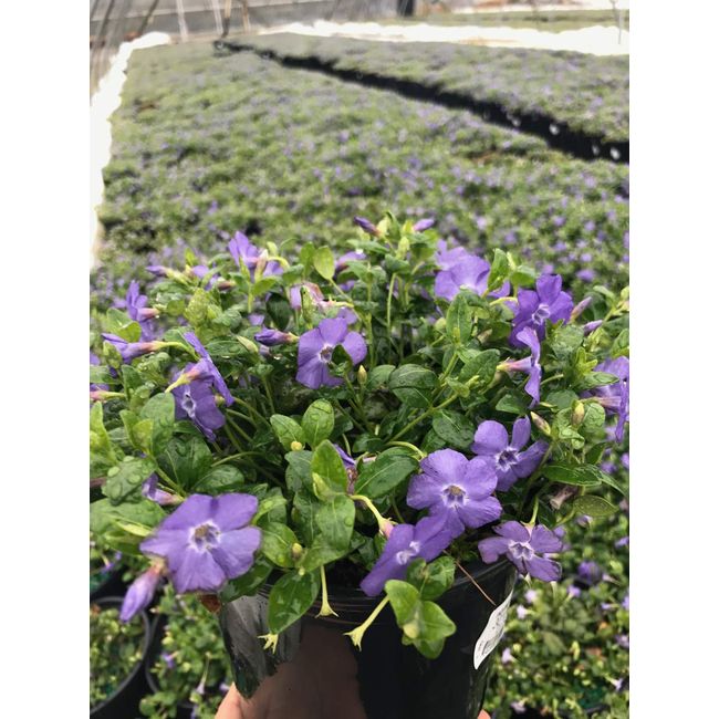 Vinca minor 'Bowles' (Periwinkle) Perennial, blue-violet flowers, 1 - Size Container