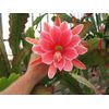 EPIPHYLLUM ORCHID CACTUS             ((SAKURAHIME))