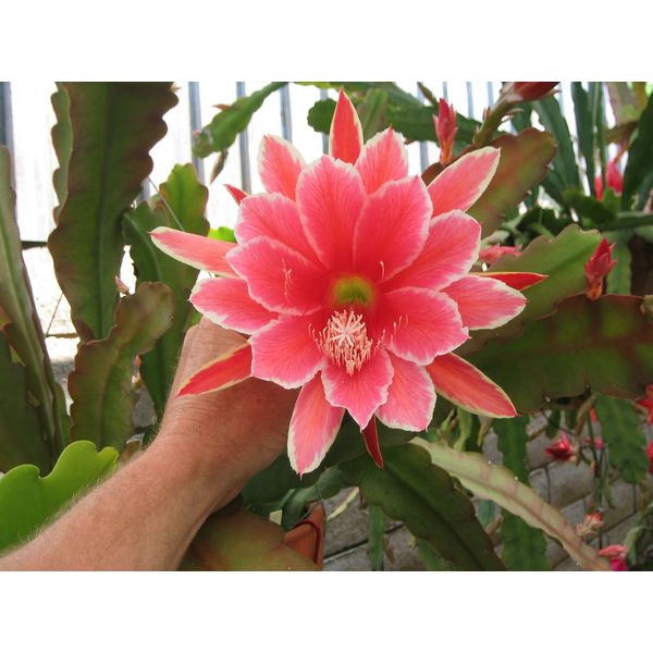 EPIPHYLLUM ORCHID CACTUS             ((SAKURAHIME))