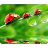 LadyBird Family Mousemat / Pad Anti Slip Computer PC Mouse Mat