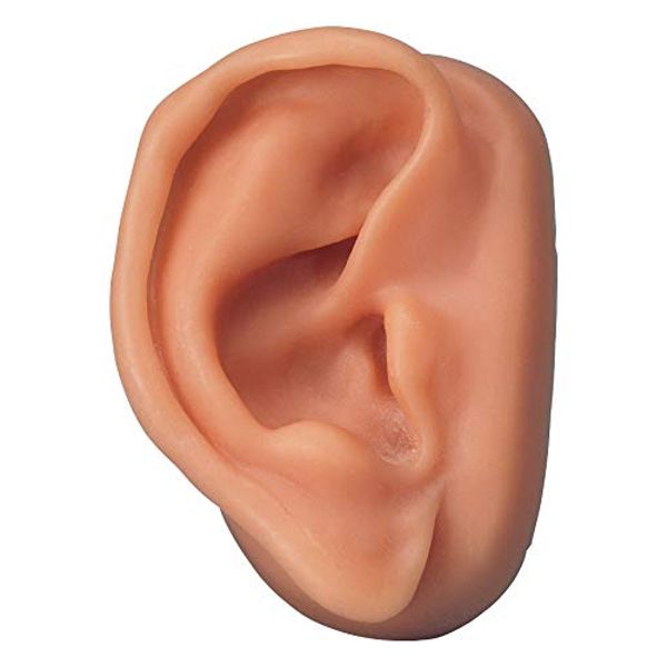 3B Scientific N15/1R SKINlike Silicone Right Acupuncture Ear Model, 3.7" x 2.4" x 1.6"