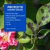 BioAdvanced 3-In-1 Insect, Disease and Mite Control, Concentrate, 32 oz
