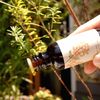 Life Tree Oyster Blend Essential Oil, 1.0 fl oz (30 ml)
