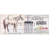 Horseware Amigo Net Cooler 72