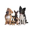 Pet shampoo 250ml Bug Buster 100% natural and biodegradable