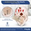 Human Skull Anatomy Model Life Size Functional Jaw Anatomical Skull Model for Teaching