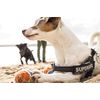 Julius-K9 Colour & Grey Webbing Harness