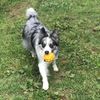 PLATZ PET SUPPLIES & FUN Dog Toy Atomic Ball Large Red