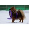 COLLAR Dog puller training toy - interactive equipment rings. Sizes Mini, Standard.