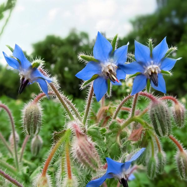 Outsidepride 1 oz. Blue Borage Herb Garden Seeds for Planting