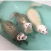 orizinarunatyurarurinsu (ferret)