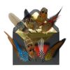 Gamble & Gunn Feather Mounts (Pack B) Multicoloured