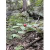 Wild American Ginseng Leaf Extract 1Fl Oz Dropper Bottle