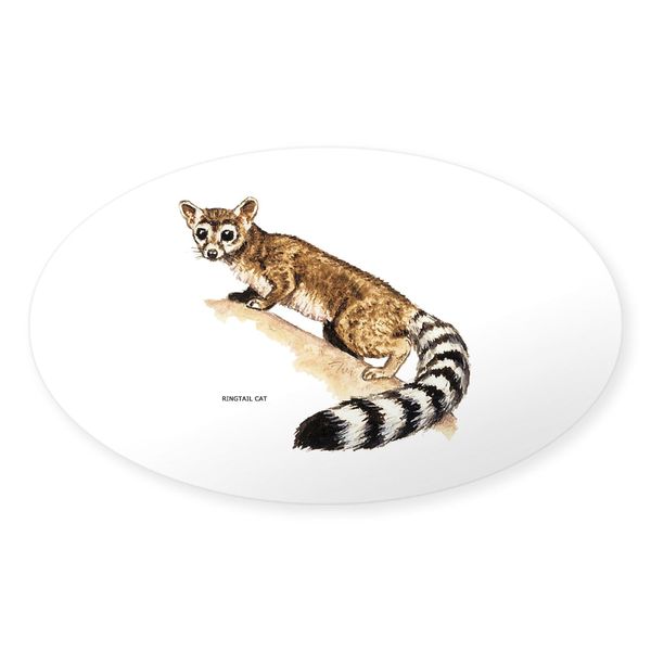 CafePress Ringtail Wild Cat Oval Car Bumper Sticker
