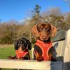 Bunty XL No Pull Dog Harness - Soft, Breathable, Durable, Adjustable Vest Harnesses, Lightweight, Anti Pull - Extra-Large, Yellow
