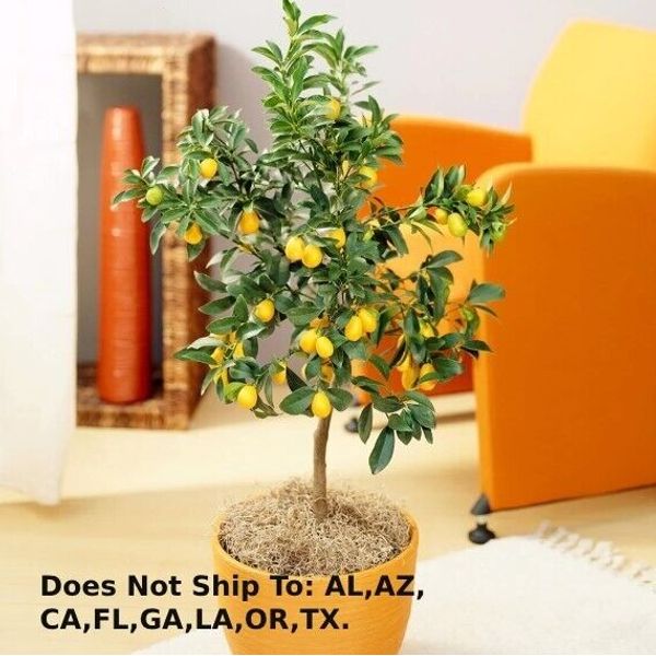 Nagami Kumquat Tree 1-2 ft Fruiting Tree Outdoor Fortunella Margarita Plant