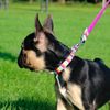 Ancol Rainbow Patterned Adjustable Dog Collar To Fit Neck 30-50 cm Size 2-5