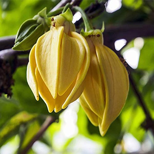 Ylang Ylang Essential Oil - 50ml