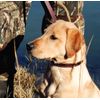 Weaver Leather Deer Ridge Collar, 1 x 23-Inch, Brown