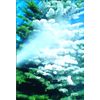 Peak Seasons 11101 25 Lbs White Sno-Bond Flock