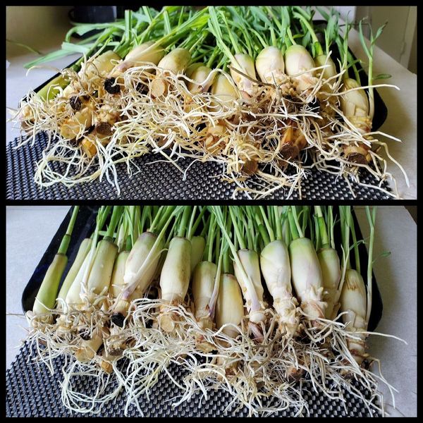 10 Lemongrass  Stalks 5 to 8 inches, Fresh Cuttings,  Mosquito Repellent