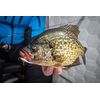 Tikka Mino, 5/8 Oz, Size 8, Glow Firetiger