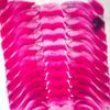 Snail Radula, W.M. Microscope Slide