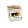 REALBUG Real cicada Cube Desk Decoration
